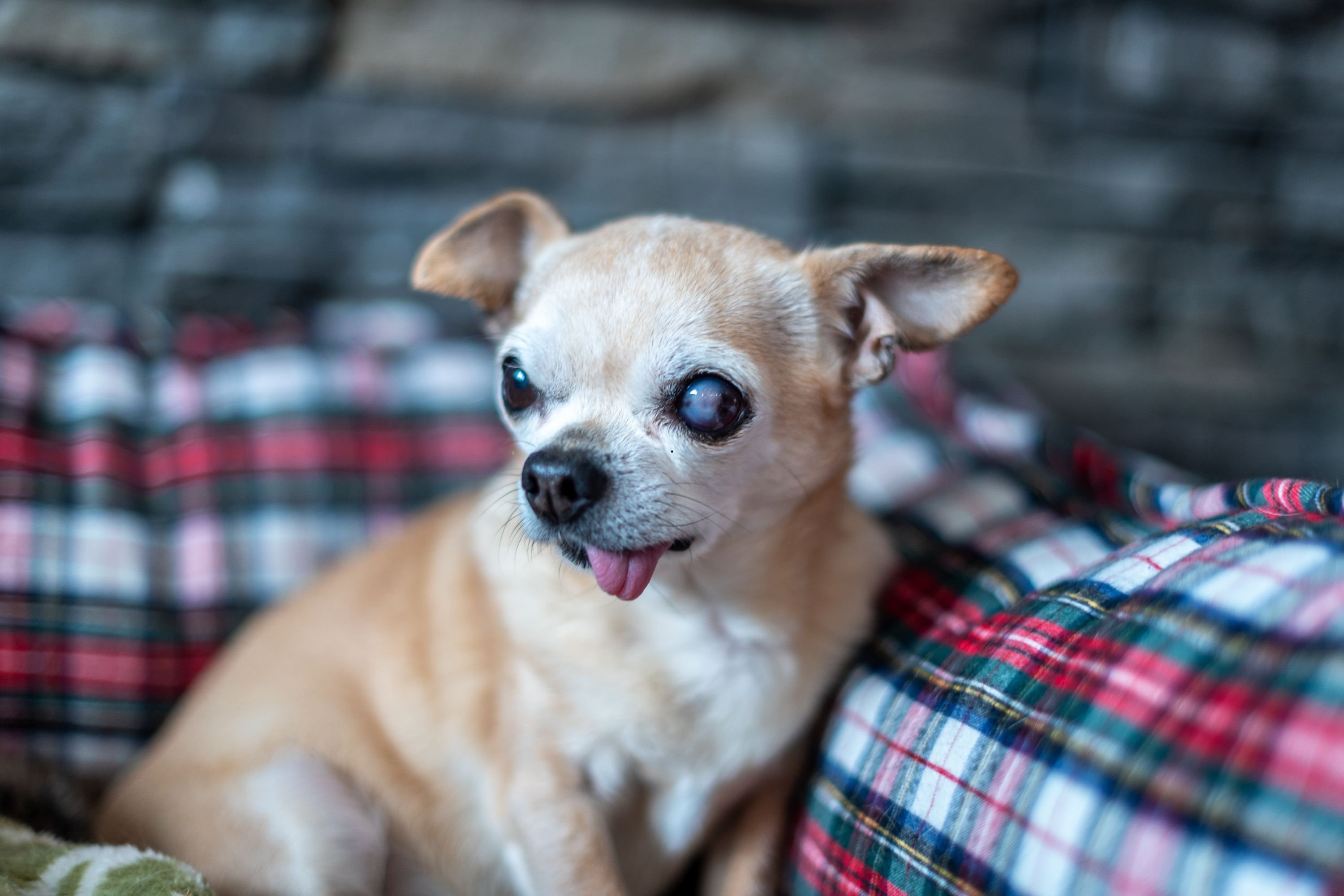 Ugly Dogs 2025: Here are scientifically the world's 10 ugliest breeds ...