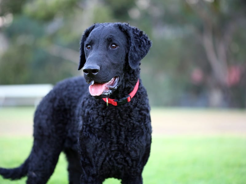 While the Labrador Retriever is the world's most popular dog, its close cousin, the equally friendly Curly Coated Retriever, is struggling - with just 50 registered with the Kennel Club last year.