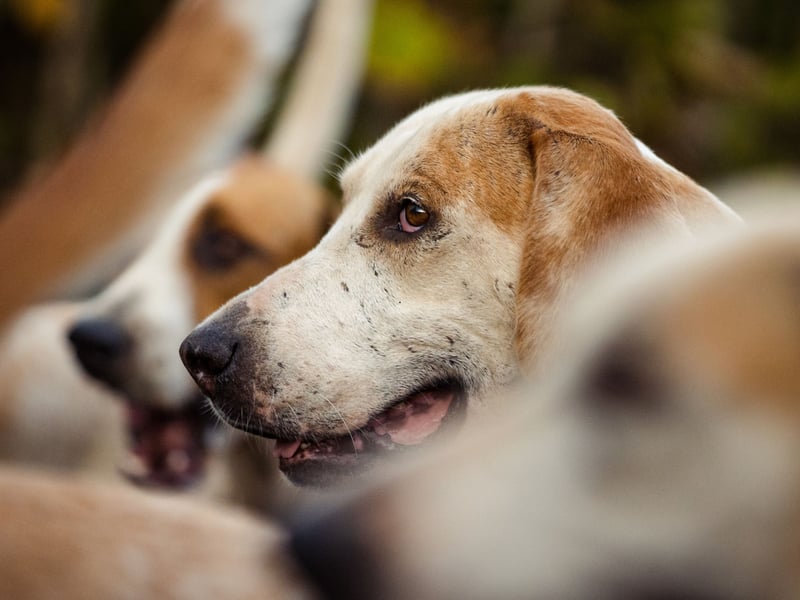 The decline in hunting foxes is partially responsible for the drop in popularity of the Foxhound, also known as the English Foxhound. Only six were Kennel Club registered in 2024, although that's something of a resurgence compared to the single dog registered last year.