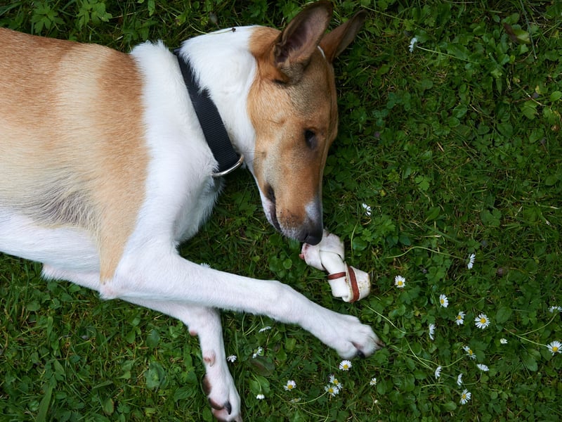 Originally bred to herd sheep, Smooth Collie numbers have struggled over the last decade, never reaching triple figures on any given year. In 2024 a total of 29 dogs were registered with the Kennel Club.