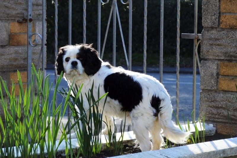One of the more surprising entries on this list is the King Charles Spaniel. As recently as 2012 over 200 hundred of the big-eyed breed were being registered each year, now it's down to just 45 - although at least that's up on 39 on 2023. They can be distinguished from the similar Cavalier King Charles Spaniel from their slightly smaller size, short muzzle and upturned nose.