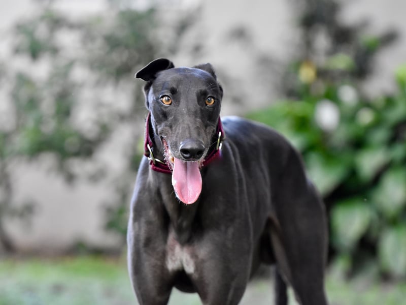 There's a perception that the Greyhound is a fairly common breed, but most of the dogs you see at the local park and the dog track aren't pure bred. Only 20 pedigree Greyhounds were registered last year, making it the third most at risk dog.