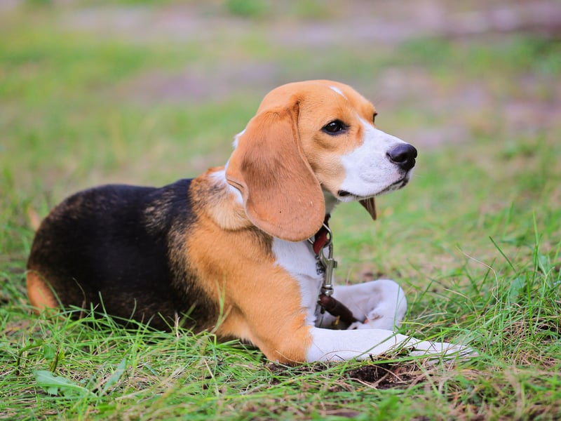 Also known as the Beagle Harrier, only one single Harrier was registered by the Kennel Club last year, making it the most vulnerable breed. That's down from a high of 28 in 2021. It's a medium-sized hound - similar to the Beagle but slightly larger - that has been used for hunting since the 13th century.