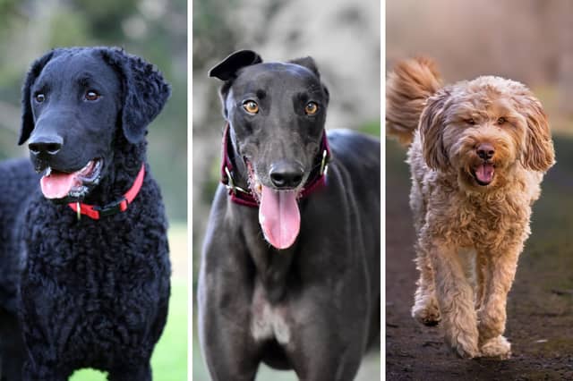 Three of the breeds of dog most at risk of dying out in the UK.