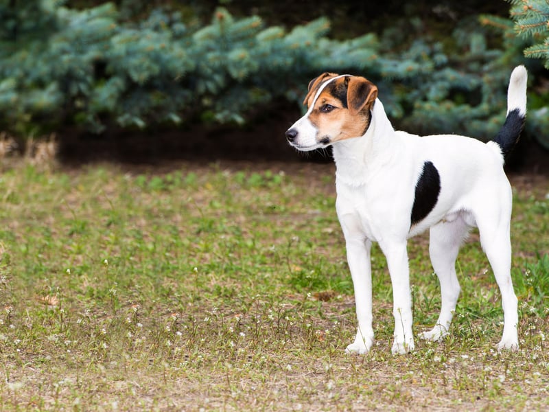 The Smooth Fox Terrier was the first breed in the fox terrier family to be given official recognition by the Kennel Club back in 1875. While many other popular types of Terrier are descended directly from the breed, they are now rarely seen outside shows and hunts. There were 45 registered in 2024.
