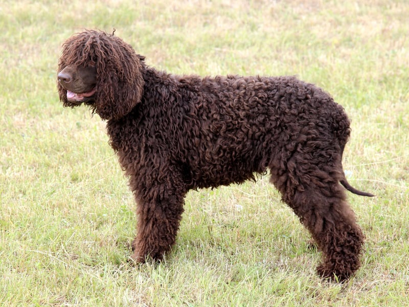 The tallest of all the spaniel breeds, the Kennel Club only received 53 new registrations for Irish Water Spaniels last year. That's fewer than half the 116 registered as recently as 2021.
