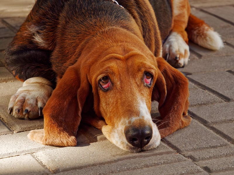 A characterful breed originally bred to track deer, wild bore and, since the middle-ages, people (some wanting to be found, others very much not), only 25 Bloodhounds were registered last year, putting them fifth in this list.