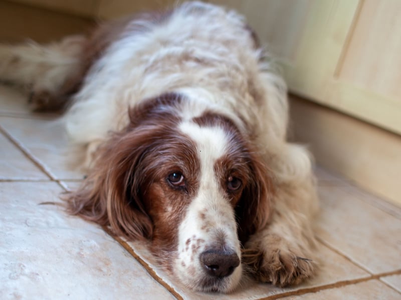 A gun dog originally used to hunt game birds in the UK, the Irish Red and White Setter was almost extinct at the 19th century before a dedicated group of breeders launched plans to save them in the 1920s. More than a century later they remain vulnerable, with 49 registered in 2024.