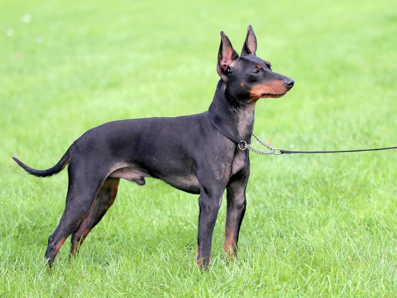 Developed from the Old English Black and Tan Terrier, the  English Black & Tan Toy Terrier was a popular breed in Victorian England, where they were used in 'rat pits' - a barbaric spectator sport where gamblers would bet on how many rats a terrier would kill in an allocated time. They are now an unusual sight in local parks, with just 66 registered in 2024.