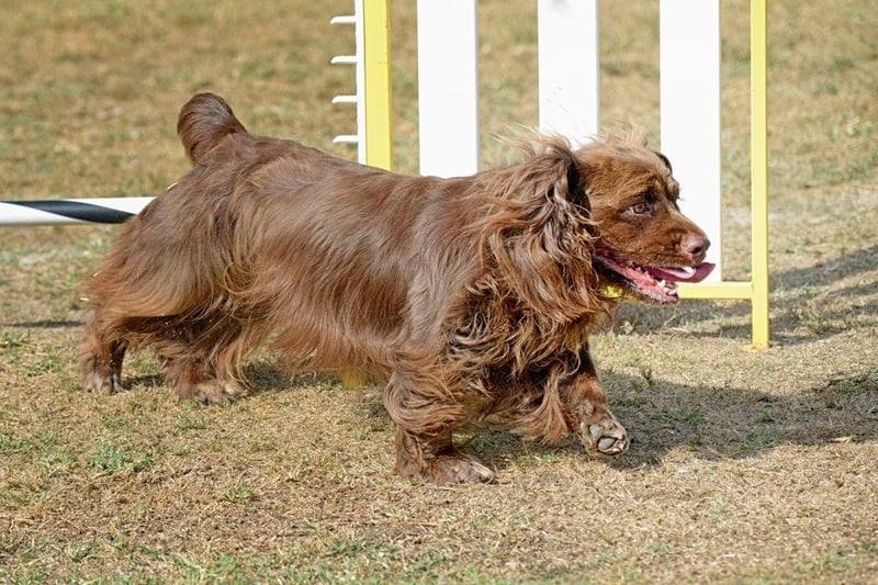 Known for their clownish and energetic temperament, the Sussex Spaniel is one of 13 at-risk UK spaniels. There were just 24 registrations last year, and no more than 56 registrations in each of the last 10 years.