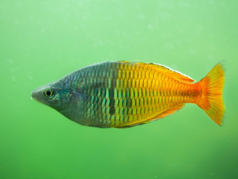 Native to the lakes of Indonesia, Boeseman's Rainbowfish is famous for its stunning gradiated colouration, progressing from a metallic blue front half to a golden-yellow back. A peaceful fish, they thrive in community aquariums.