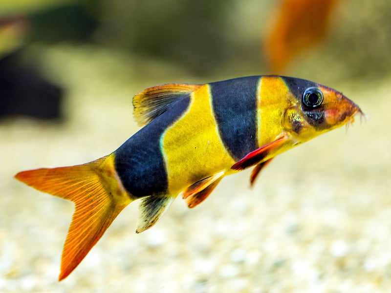 Originating on the Indonesian islands of Sumatra and Borneo, the Clown Loach is a popular aquarium fish thanks to its distinctive tiger-like orange-and-black stripes. They are highly sociable and commonly enjoy playing with other fish.