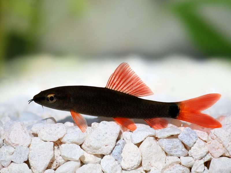 The Rainbow Shark is a striking fish with a sleek black body and vibrant red fins that is native to Southeast Asia. They tend to be territorial so are only able to share a tanks with fast-swimming, non-aggressive species.