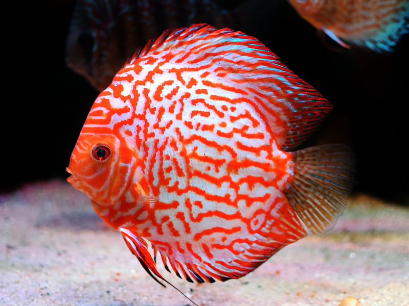 Also known as the Pompadour Fish, the Discus is a native of the Amazon River in Brazil and is highly sought after by aquariasts due to the dazzling array of colours different fish exhibit - from vivid orange to metallic turqouise. Rarer colours can go for eye-watering sums of money. There's an entire industry in Thailand dedicated to breeding these calm fish many consider to be the most beautiful of all species.