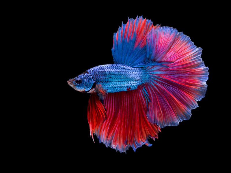 Perhaps better known at the Siamese Fighting Fish, the Betta also comes in a seemingly never-ending series of dramatic colous combinations. Among the most popular aquarium fish in the world, males are hugely aggressive and territorial - meaning only one can be kept in a tank. They can even get grumpy if they see another male in a different tank. They are endemic to central Thailand but now live in lounges around the globe.