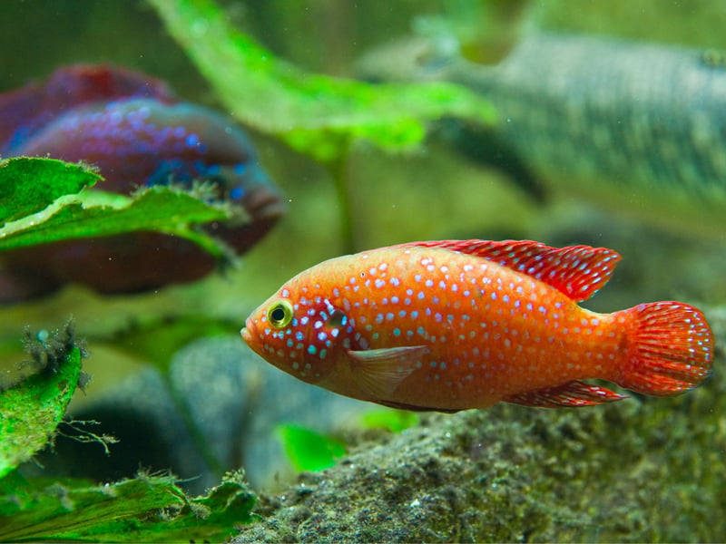 While they come in a variety of colours, the most familiar Jewel Cichlid is the spotty orange type. You'll need a tank of at least 40 gallons to keep them and, like most Chichlids, they are quite aggressive - so be careful who you choose as tankmates (other Cichlids being the safest option).