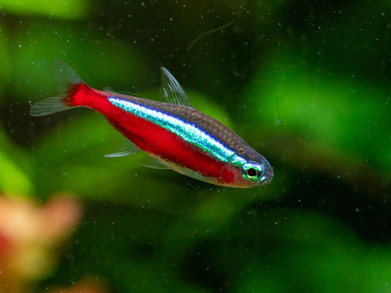 The Neon Tetra may be the most popular aquarium fish in the world, but its close cousin the Cardinal Tetra is the more colourful, with a more vibrant neon blue upper and a red stripe extending across its whole body (the Neon Teatra's only runs half way). Native to the Orinoco and Negro Rivers in South America, they are slightly less hardy than the Neon Tetra - and more expensive to buy.