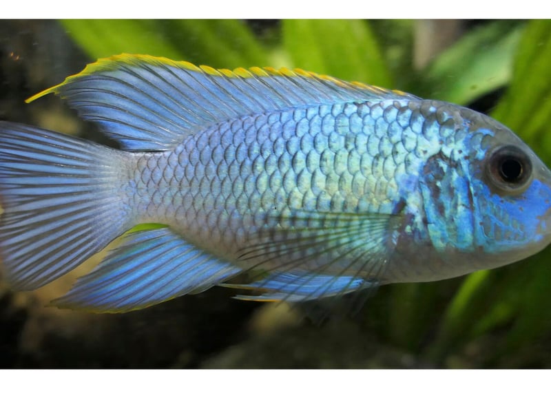 The Blue Acara is a dazzling fish that shines a stunning electric blue under aquarium lights. One of the most non-aggressive species of cichlid, they come from South America and are suitable for community tanks.