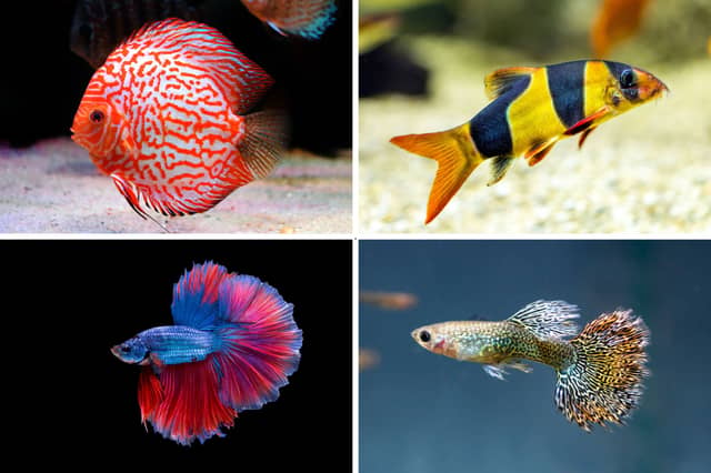 Some of the most colourful aquarium fish.