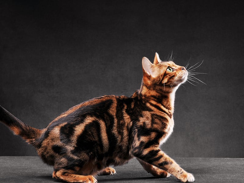 A cat that can have behavioural issues due to its genetic closeness to the wild Asian leopard cat from which it was originally bred, the Bengal Cat has an average lifespan of 8.5 years.