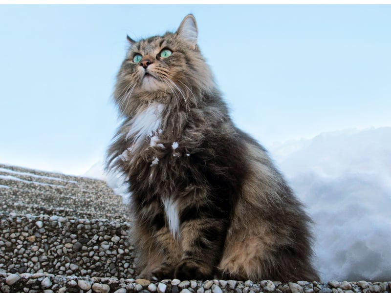One of the rarer breeds of cat in the UK, the luxuriously-coated Norwegian Forest Cat tends to live for 10 years on average.