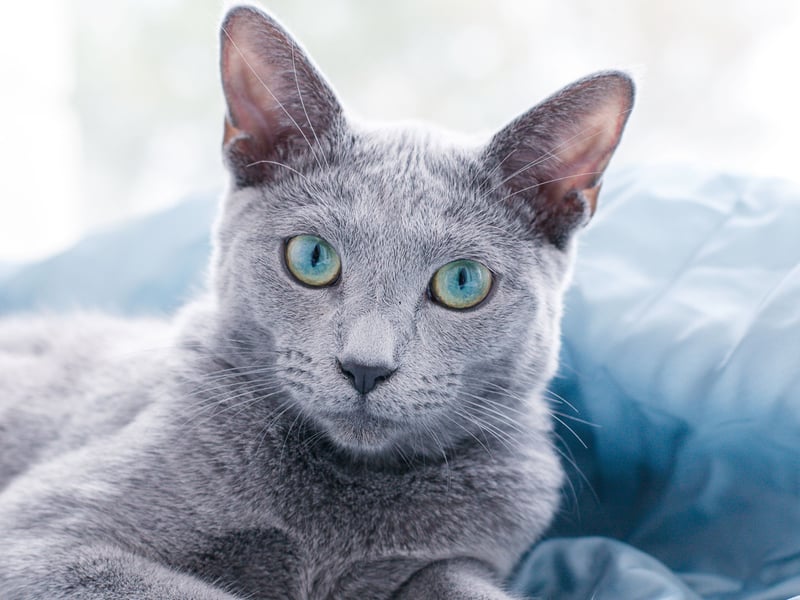 Also known as the Archangel Blue, the Russian Blue arrived in the UK from Russia in the 1860s. Researchers found the breed lived for an average of 9.7 years.
