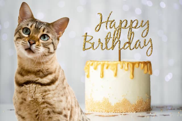 The number of birthday a cat can expect to celebrate is partly dependent on its breed.