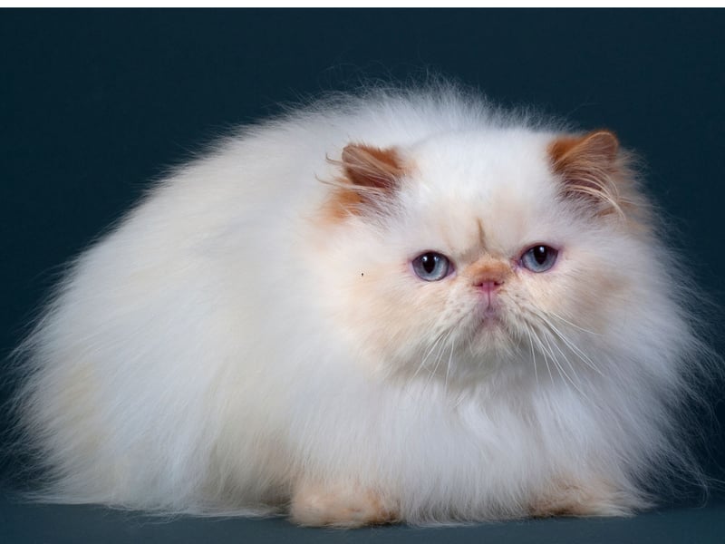 Fluffy Persian Cats can suffer from health issues connected to their flat faces. They were found to live for an average of 10.9 years.