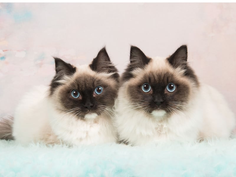 The Ragdoll is the UK's most popular breed of pedigree cat - and also one of the most affectionate. They were found to live for 10.3 years on average.