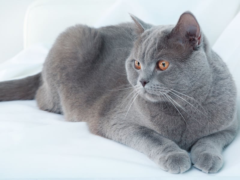 Another of the UK's most popular feline friends, the British Shorthair has an average lifespan of 9.6 years.