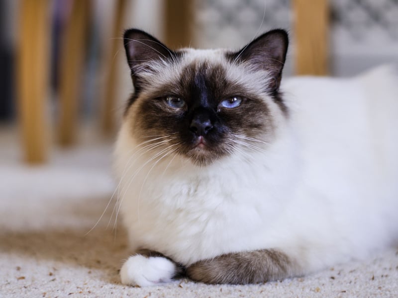 The beautiful Burmese often comes out top in cat lifespan surveys, and so it proved again - with an expected lifespan of 14.4 years.