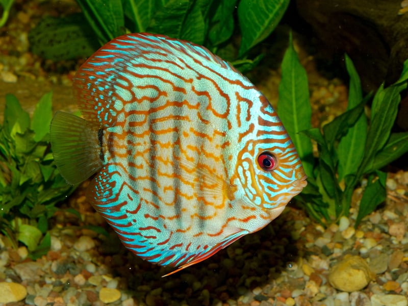 Also known as the Pompadour Fish, the Discus is a native of the Amazon River in Brazil and is highly sought after by aquariasts due to the dazzling array of colours different fish exhibit - from vivid orange to metallic turqouise. They are a long-living breed that can be expected to reach 10-18-years-of-age.
