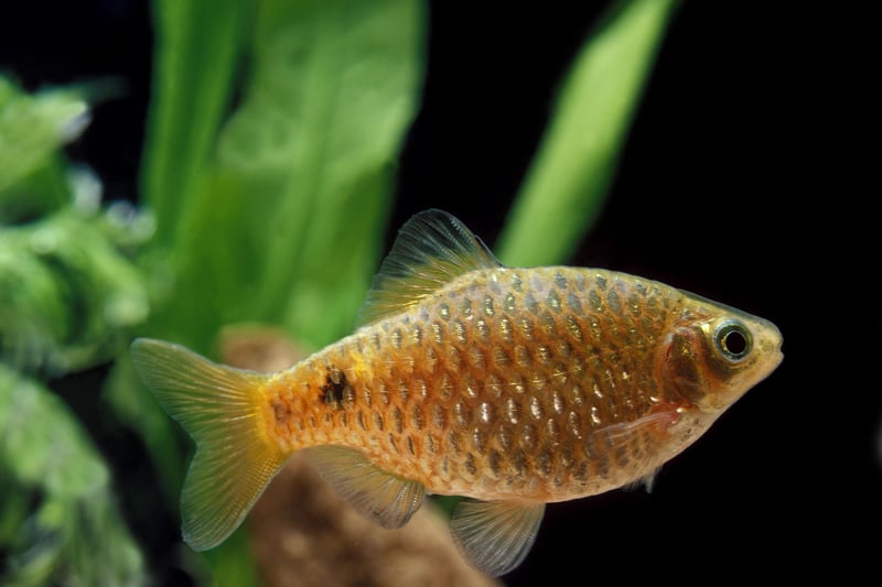 Found in the rivers of Afghanistan and Bangladesh, the Rosy Barb is another fish that tends to live for around 5 years in captivity.