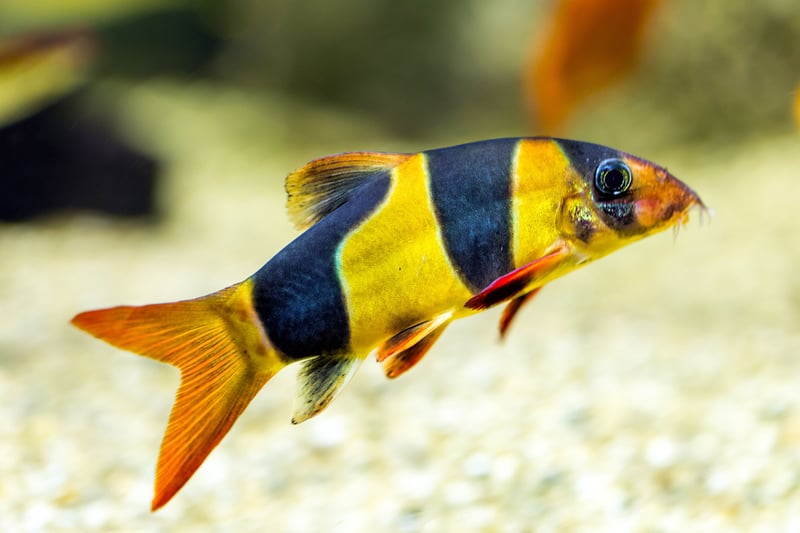 Originating on the Indonesian islands of Sumatra and Borneo, the Clown Loach is a popular aquarium fish thanks to its distinctive tiger-like orange-and-black stripes. They live for 10-15 years.