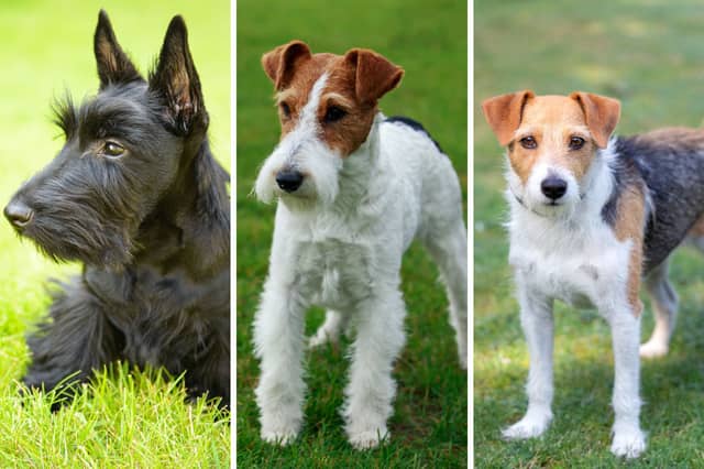 Three of the most popular breeds of terrier.