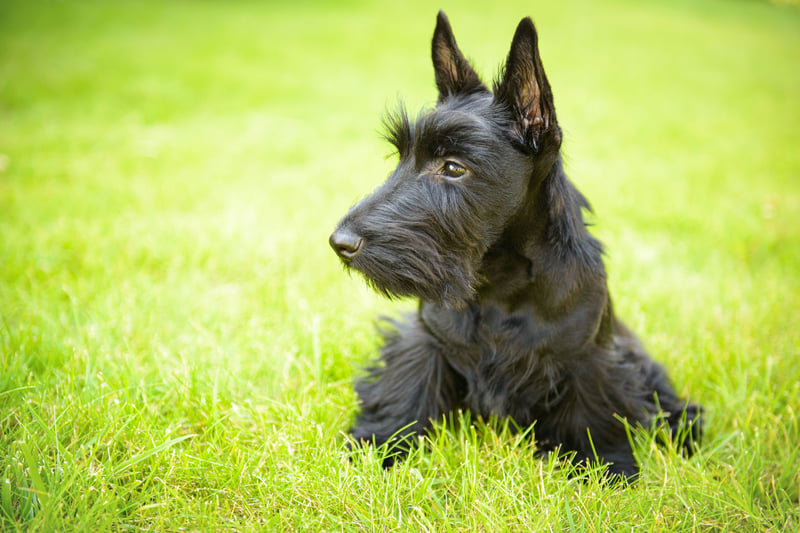 Popular Terriers Top Terriers 2025: Here are the 10 most popular breeds of adorable ...
