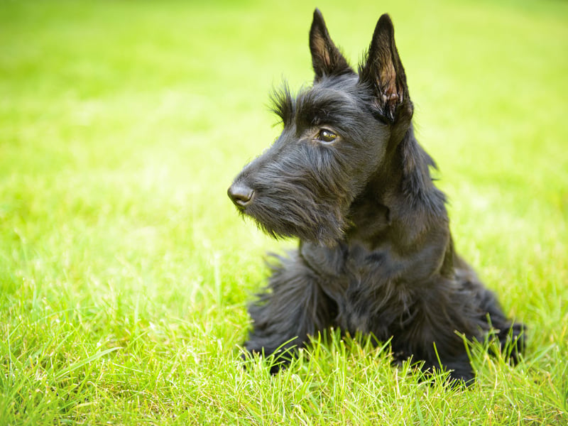 Often described as a big dog in a small dog's body, Scottish Terriers have personality to spare. There were 387 Scottie registrations last year.