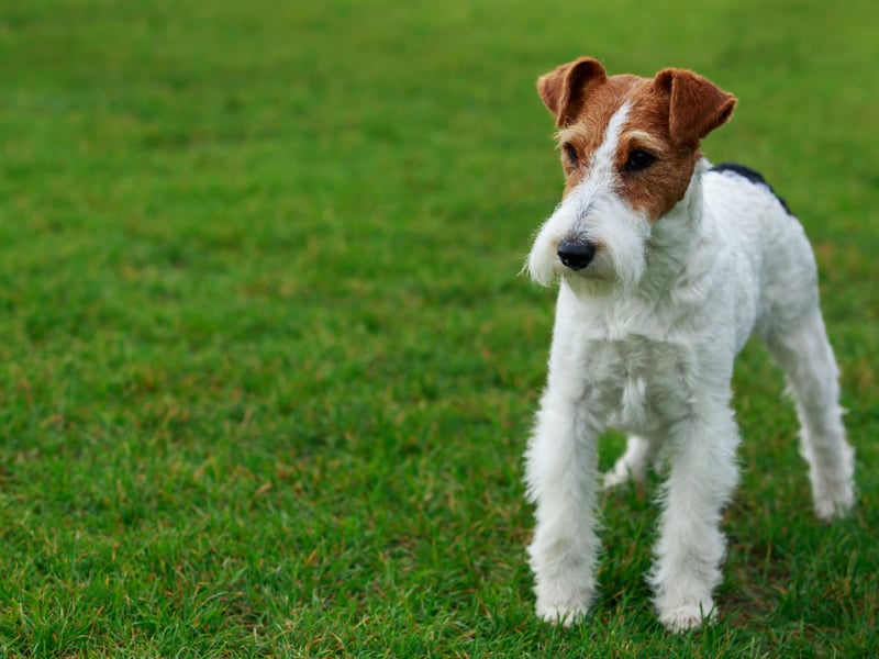 Bred to chase small game from their burrows, the Wire Fox Terrier is known for its intelligence and high energy levels. There were 390 registrations last year, placing them just outside the top five. 