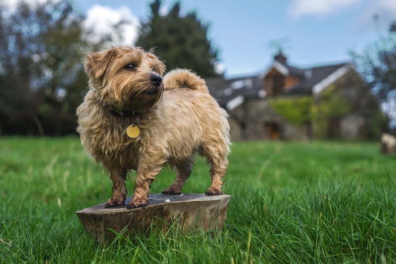 Popular Terriers Top Terriers 2025: Here are the 10 most popular breeds of adorable ...