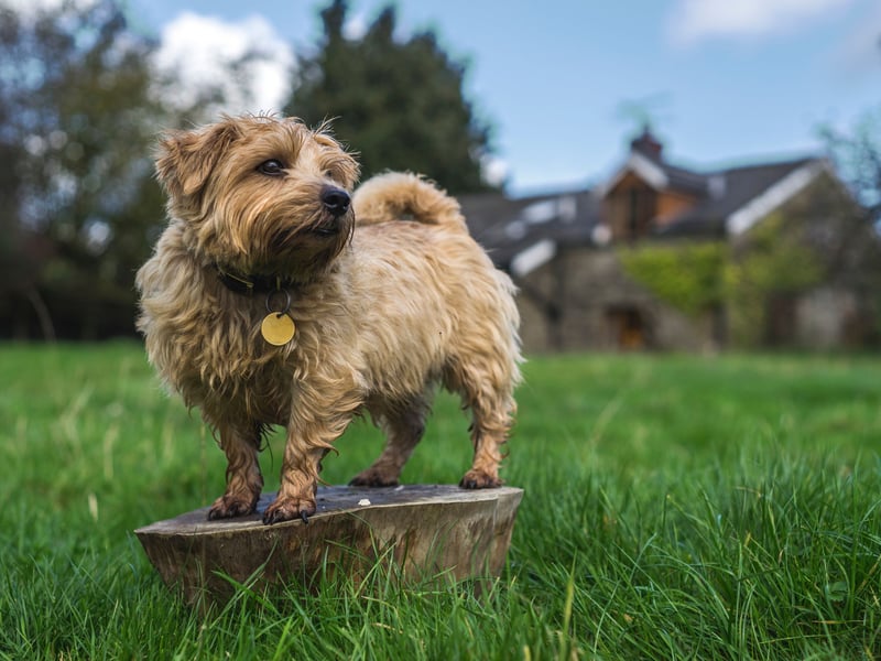 Only officially recognised as an independent breed in 1964, the Norfolk Terrier is a close cousin of the Norwich Terrier - distinguished by its folded ears. There were 382 Kennel Club registrations in 2024.