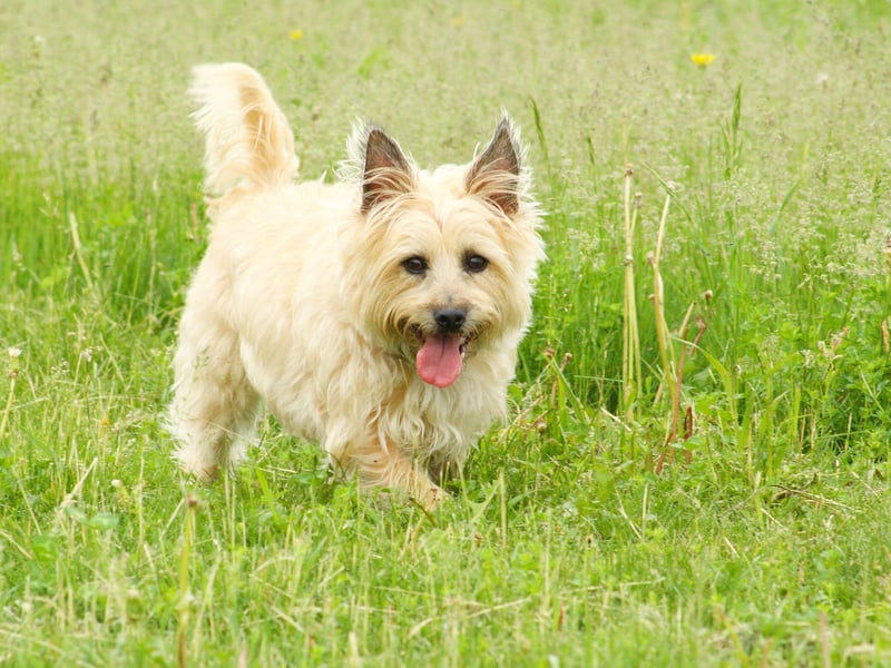 Originating from the Scottish Highlands, the Cairn Terrier is recognised as one of the oldest breeds of working dog and completes the top five terriers. There were 467 Kennel Club registrations for the breed last year. 