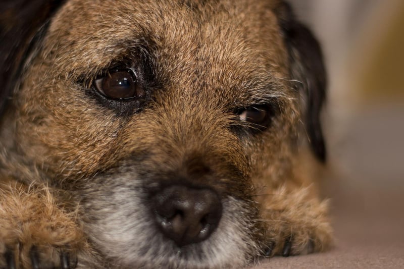Named after the Scotland-England border where it originated, the plucky Border Terrier had 3,675 Kennel Club registrations in 2024, putting it in second place.