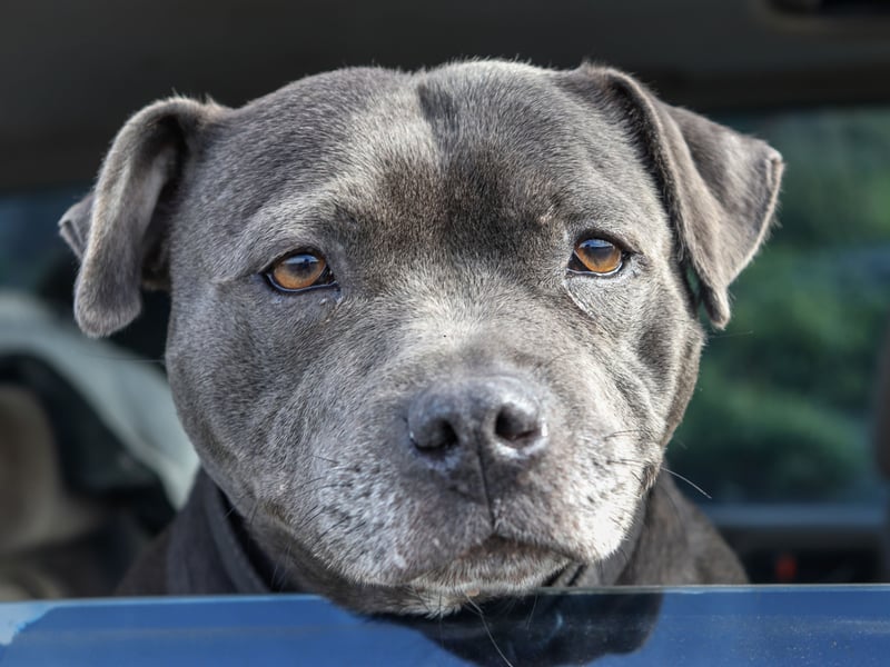 There's no doubting the UK's top dog when it comes to terriers. The Staffordshire Bull Terrier had a healthy 5.447 registrations last year.