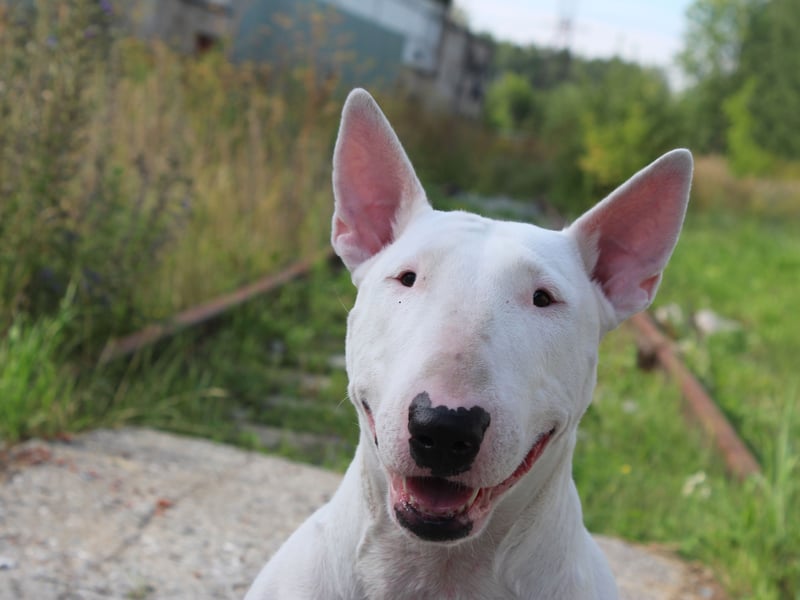 1,225 Kennel Club registrations in 2024 are enough to make the Bull Terrier the third most popular dog in their group.