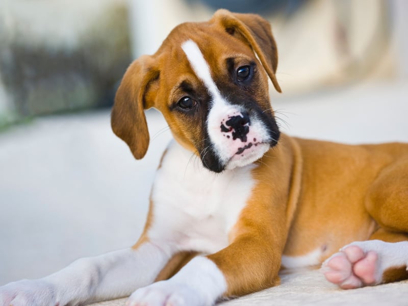 Dont' let their occasionally grumpy-looking faces fool you - Boxers are soft as putty and utterly adore their owners. You'll never have any problem finding them - just look down and they'll be right at your side. It's endearing, but can be an issue if you want a more independently-minded pet.