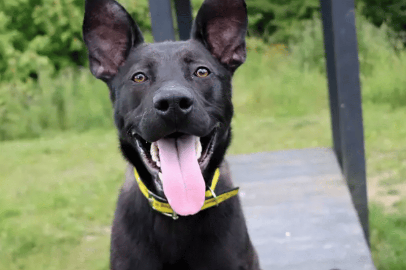 Levi would love for his family to be passionate about dog training and help him out with some of his training skills. He’ll need the basics such as time alone built up and house training. But he would also like to work on his distance work around traffic as he can react to this. Quieter walking routes where he can explore and sniff at ease on the lead will be ideal.