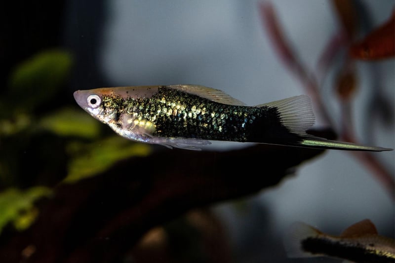 Available in a wide range of colours, the Swordtail can be differentiated from their close cousins the Platy by the distinctive tail from which they get their name. Expect these fish to live for 3-5 years.