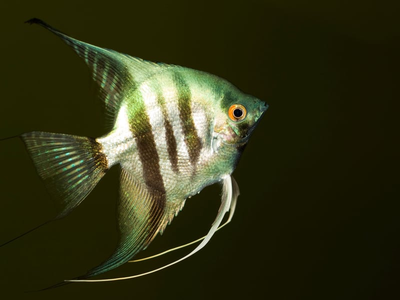There are three different species of Angelfish, all of which originate from the Amazon and Orinoco Basins of South America. All have similarly long lifespans - living for at least 10 years if cared for properly.