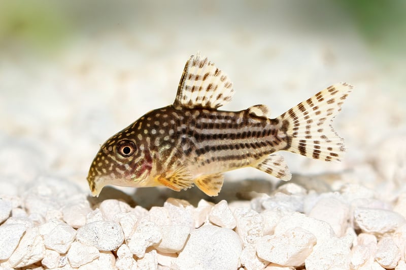 Another bottom feeding species that will keep your tank nice and clean, the Corydoras Catfish is native to South America and Central America. They live for 5-10 years.