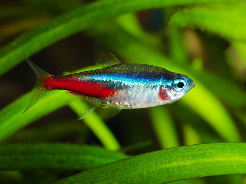 Probably the world's most popular tropical fish, the tiny Neon Tetra originally comes from backwater streams in the Amazon basin in South America. You can expect them to live for at least 5 years.
